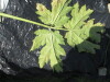 Thumbnail IMG_0321.JPG 