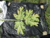 Thumbnail IMG_0322.JPG 