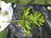 Thumbnail IMG_0323.JPG 