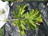 Thumbnail IMG_0324.JPG 