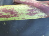Thumbnail IMG_0328.JPG 