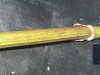 Thumbnail IMG_0331.JPG 
