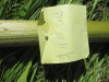 Thumbnail IMG_0333.JPG 