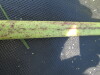 Thumbnail IMG_0334.JPG 