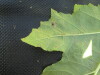 Thumbnail IMG_0335.JPG 