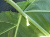Thumbnail IMG_0336.JPG 