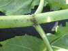 Thumbnail IMG_0337.JPG 