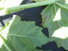 Thumbnail IMG_0338.JPG 