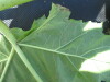 Thumbnail IMG_0339.JPG 