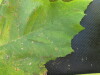 Thumbnail IMG_0340.JPG 