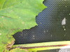 Thumbnail IMG_0341.JPG 