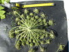 Thumbnail IMG_0342.JPG 