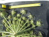Thumbnail IMG_0343.JPG 