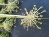 Thumbnail IMG_0344.JPG 
