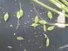 Thumbnail IMG_0346.JPG 