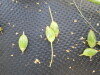 Thumbnail IMG_0347.JPG 