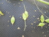 Thumbnail IMG_0348.JPG 