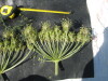 Thumbnail IMG_0349.JPG 