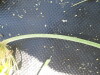 Thumbnail IMG_0351.JPG 