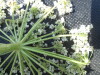 Thumbnail IMG_0353.JPG 