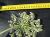 Thumbnail IMG_0355.JPG 