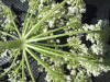 Thumbnail IMG_0356.JPG 