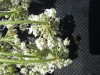 Thumbnail IMG_0357.JPG 