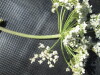 Thumbnail IMG_0359.JPG 