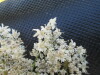 Thumbnail IMG_0360.JPG 