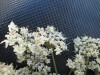 Thumbnail IMG_0361.JPG 