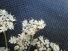 Thumbnail IMG_0362.JPG 