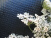 Thumbnail IMG_0363.JPG 