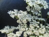 Thumbnail IMG_0365.JPG 
