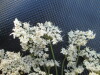 Thumbnail IMG_0366.JPG 