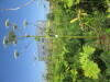 Thumbnail IMG_0212.JPG 