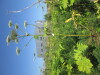 Thumbnail IMG_0213.JPG 