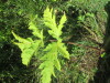 Thumbnail IMG_0214.JPG 