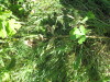 Thumbnail IMG_0215.JPG 