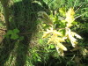 Thumbnail IMG_0216.JPG 