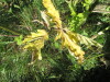 Thumbnail IMG_0217.JPG 