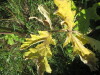 Thumbnail IMG_0218.JPG 