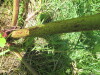 Thumbnail IMG_0220.JPG 