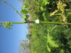 Thumbnail IMG_0221.JPG 