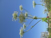 Thumbnail IMG_0222.JPG 