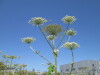 Thumbnail IMG_0223.JPG 