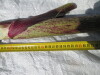 Thumbnail IMG_0224.JPG 