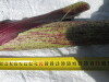 Thumbnail IMG_0225.JPG 