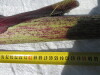 Thumbnail IMG_0226.JPG 