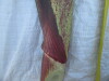 Thumbnail IMG_0229.JPG 