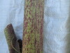 Thumbnail IMG_0230.JPG 